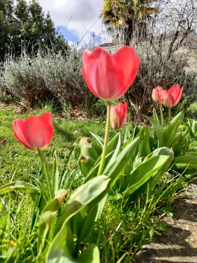 Отель Au Clos Des Figues Chambon  Экстерьер фото